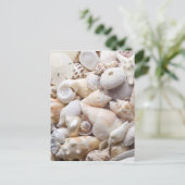 Carte Postale Florida Sea Shell Arrière - plan - Beach Shells Cu (Debout devant)