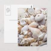 Carte Postale Florida Sea Shell Arrière - plan - Beach Shells Cu (Devant / Derrière)