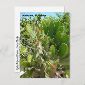 Carte Postale Florida Semaphore Cactus Naples Jardin botanique (Devant / Derrière)