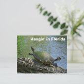 Carte postale Florida Turtle (Debout devant)