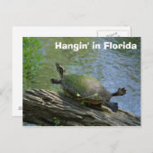 Carte postale Florida Turtle (Devant / Derrière)