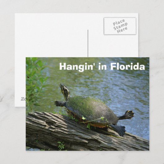 Carte postale Florida Turtle (Devant / Derrière)