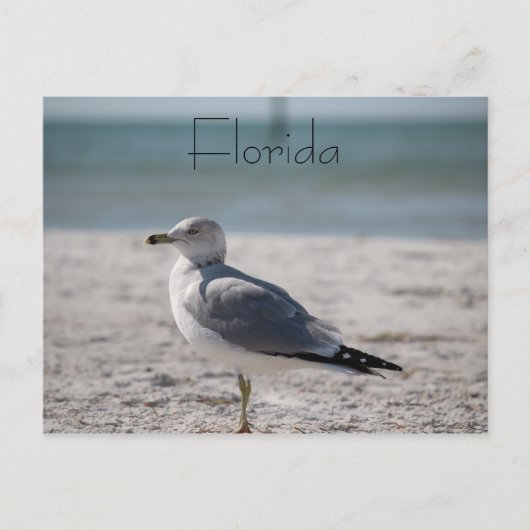 Carte Postale Floride (Devant)