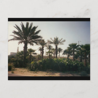Carte Postale Floride