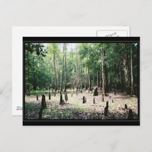 Carte postale Floride (Devant / Derrière)