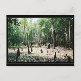 Carte postale Floride