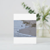 Carte Postale Floride (Debout devant)