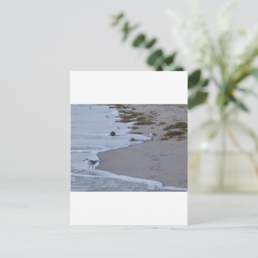 Carte Postale Floride (Debout devant)