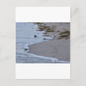 Carte Postale Floride (Devant)