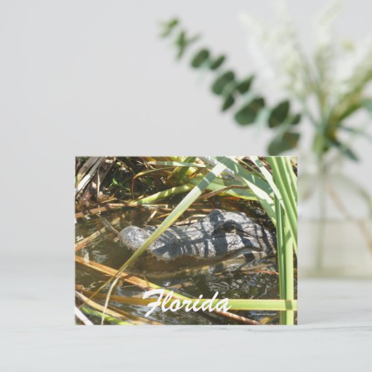 Carte Postale Floride (Debout devant)