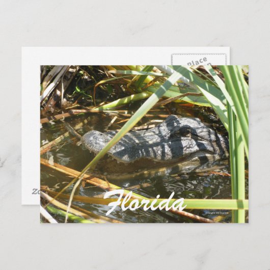 Carte Postale Floride (Devant / Derrière)