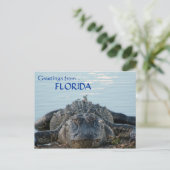 Carte postale Floride Alligator (Debout devant)