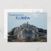 Carte postale Floride Alligator (Devant / Derrière)