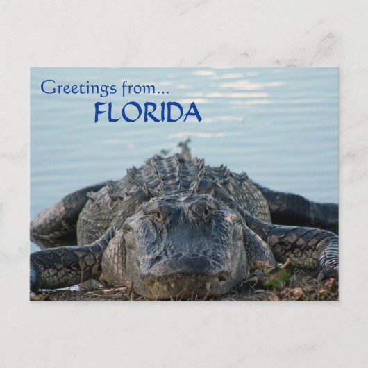 Carte postale Floride Alligator (Devant)