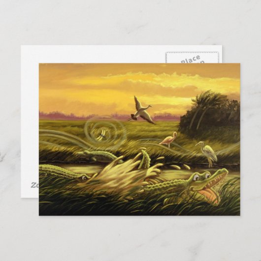 Carte postale Floride Alligators (Devant / Derrière)