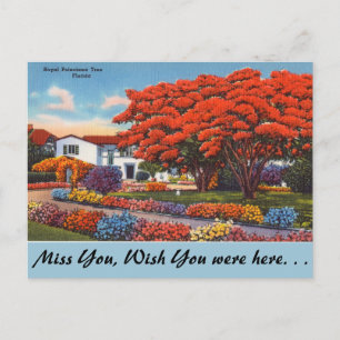 Carte Postale Floride, Arbre Royal Poinciana