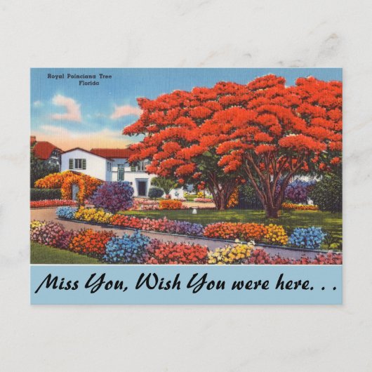 Carte Postale Floride, Arbre Royal Poinciana (Devant)
