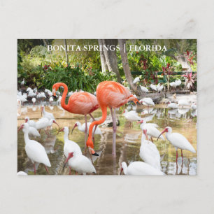 Carte Postale Floride Bonita Springs Flamant rose rose Voyage