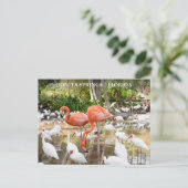 Carte Postale Floride Bonita Springs Flamant rose rose Voyage (Debout devant)