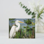 Carte Postale Floride Egret (Debout devant)
