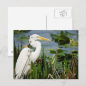 Carte Postale Floride Egret (Devant / Derrière)