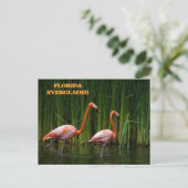 CARTE POSTALE FLORIDE EVERGLADES (Debout devant)