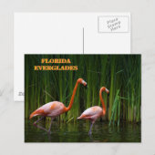 CARTE POSTALE FLORIDE EVERGLADES (Devant / Derrière)