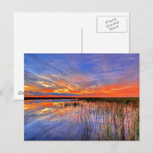 Carte Postale Floride Everglades (Devant / Derrière)