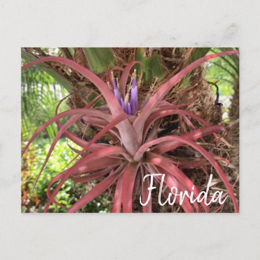 Carte postale Floride Exotic Flower Air Plante (Devant)