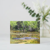 Carte Postale Floride Gator (Debout devant)