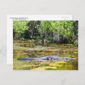 Carte Postale Floride Gator (Devant / Derrière)