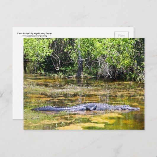 Carte Postale Floride Gator (Devant / Derrière)
