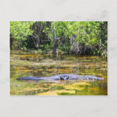 Carte Postale Floride Gator (Devant)