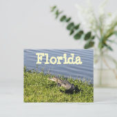 Carte postale Floride Gator (Debout devant)