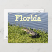Carte postale Floride Gator (Devant / Derrière)