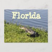 Carte postale Floride Gator (Devant)