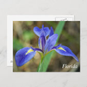 Carte Postale Floride iris photo (Devant / Derrière)
