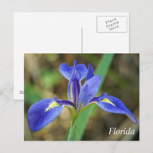 Carte Postale Floride iris photo (Devant / Derrière)