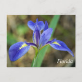 Carte Postale Floride iris photo (Devant)