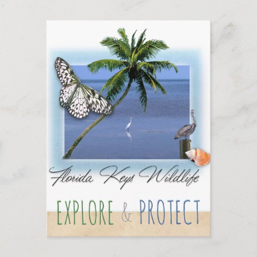 Carte Postale Floride Keys Faune (Devant)