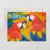 Carte Postale Floride Macaws (Devant / Derrière)