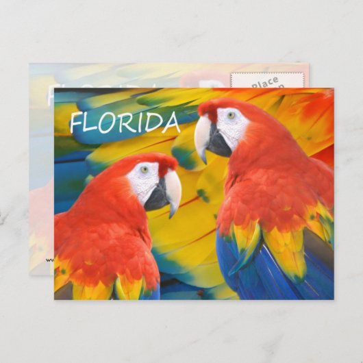 Carte Postale Floride Macaws (Devant / Derrière)