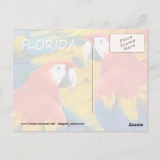 Carte Postale Floride Macaws (Dos)
