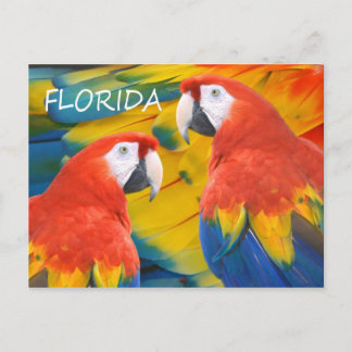 Carte Postale Floride Macaws
