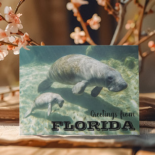 Carte Postale Floride Manatee et bébé