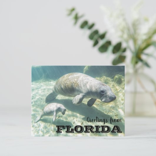 Carte Postale Floride Manatee et bébé (Debout devant)