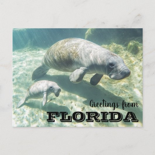 Carte Postale Floride Manatee et bébé (Devant)