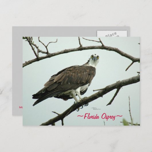 Carte postale Floride Osprey (Devant / Derrière)