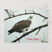Carte postale Floride Osprey (Devant)