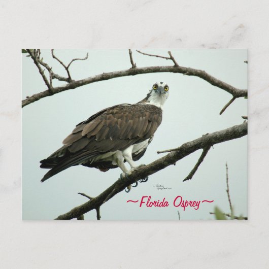 Carte postale Floride Osprey (Devant)